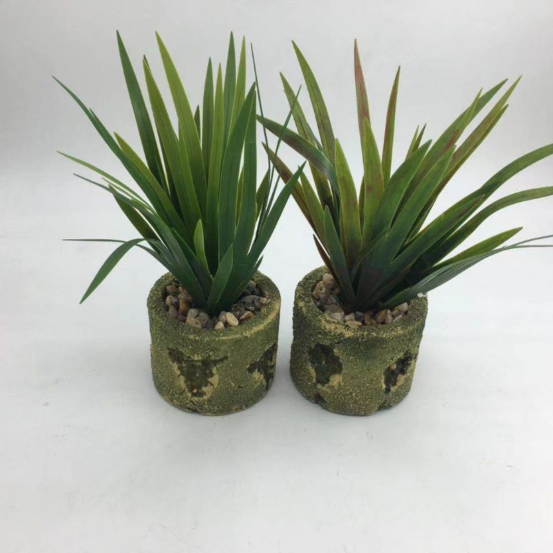 "Fresh and clean plants"
