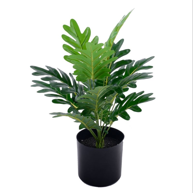 "Fresh and clean plants"