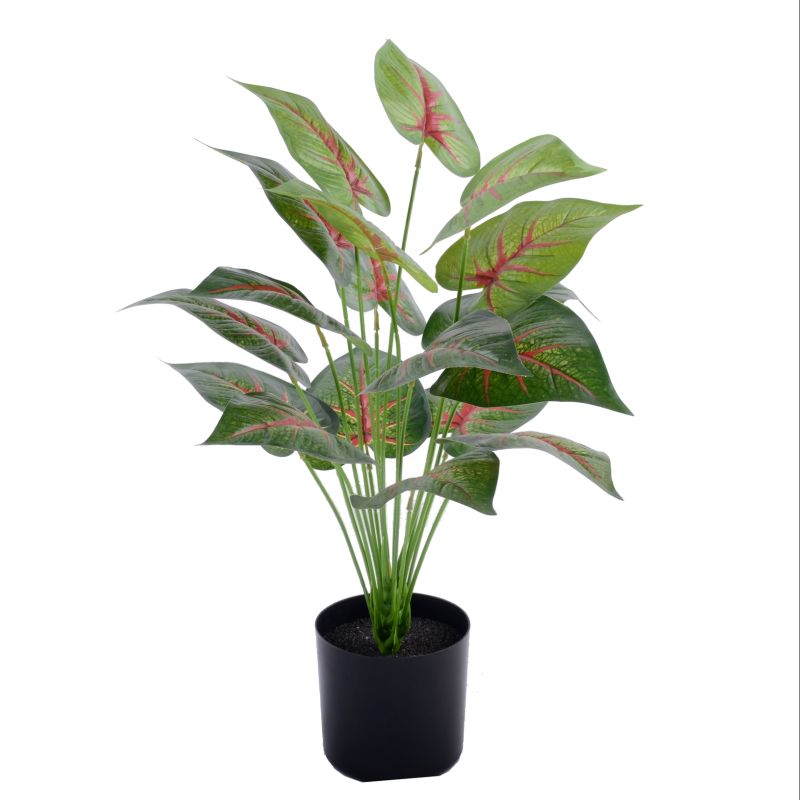 "Fresh and clean plants" details Picture