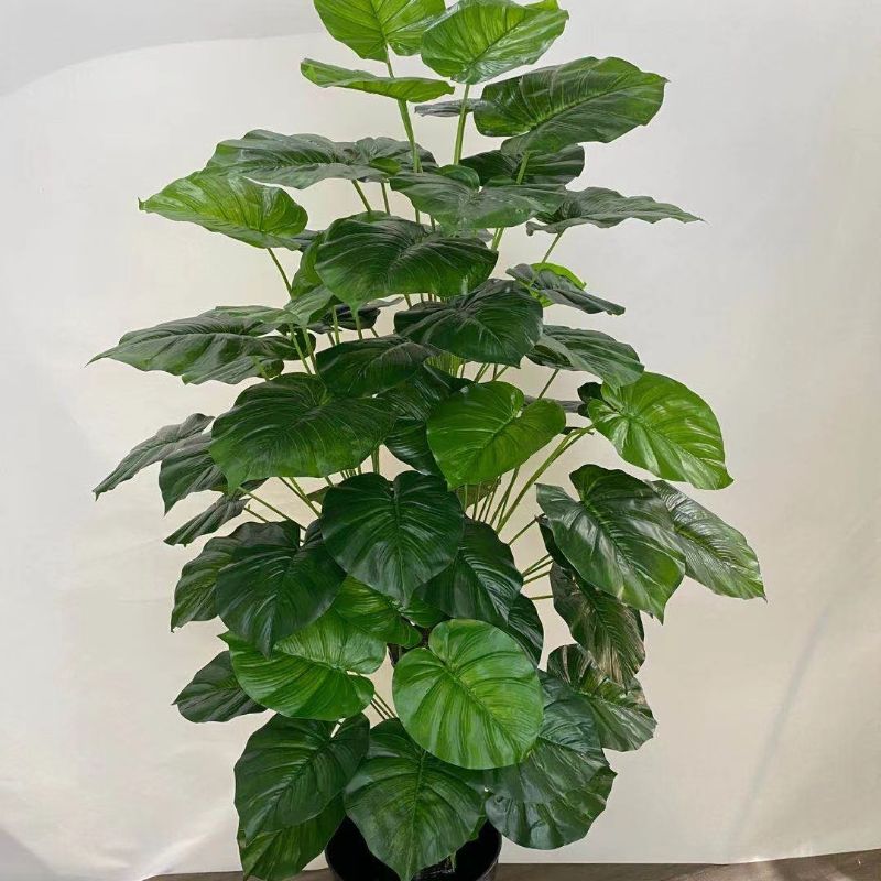 "Fresh and clean plants"