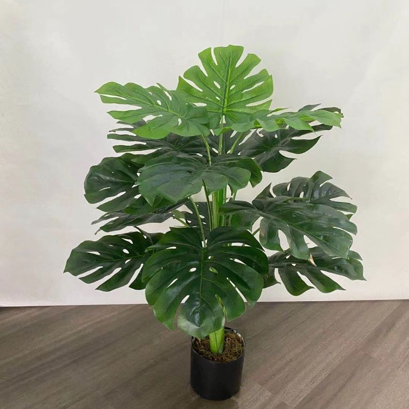 نباتات صغيرة Specification image
