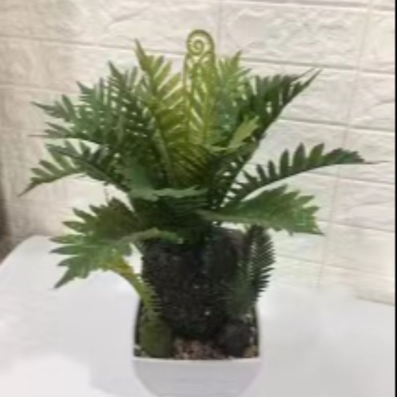 "Fresh and clean plants" details Picture