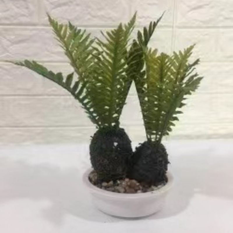 "Fresh and clean plants"