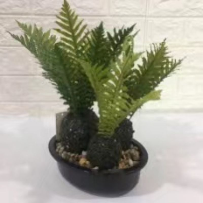 "Fresh and clean plants" Specification image