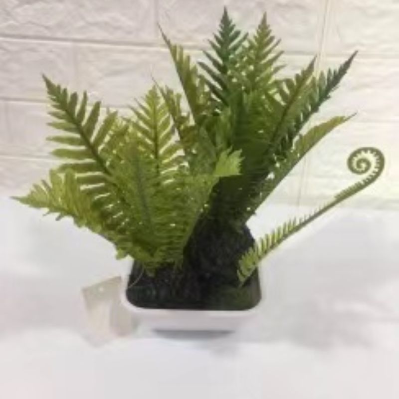 "Fresh and clean plants"