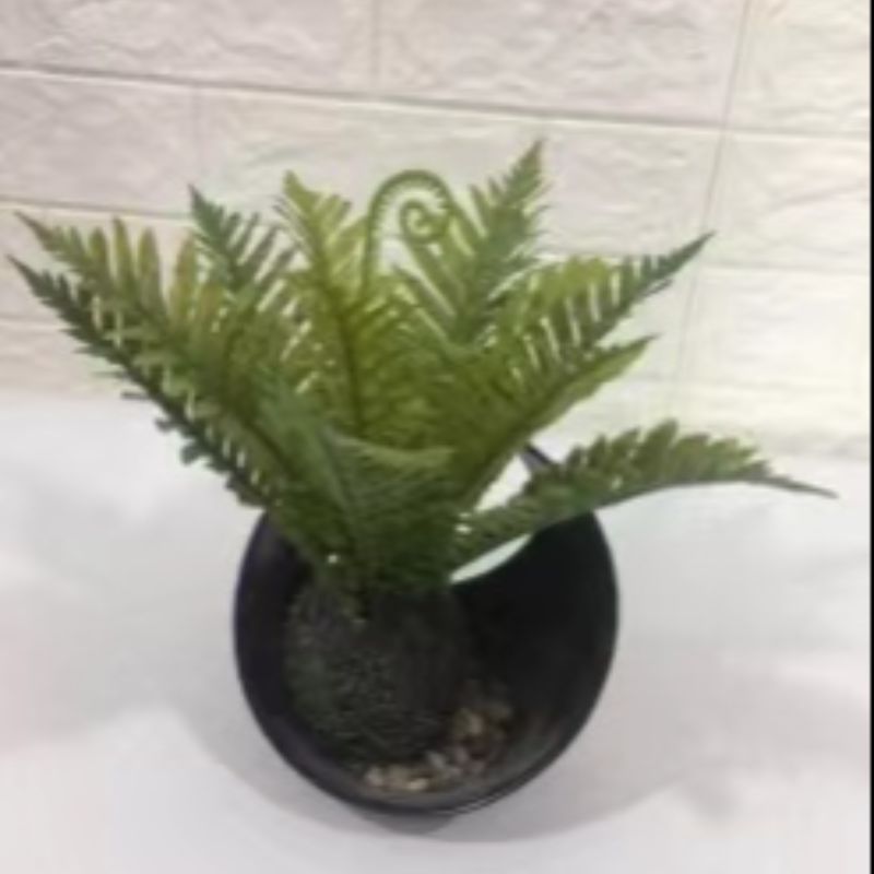 نباتات صغيرة Specification image