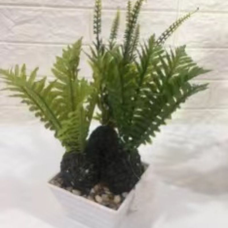نباتات صغيرة details Picture