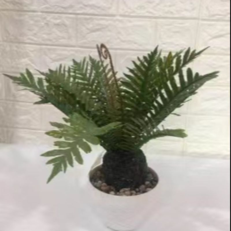 "Fresh and clean plants"