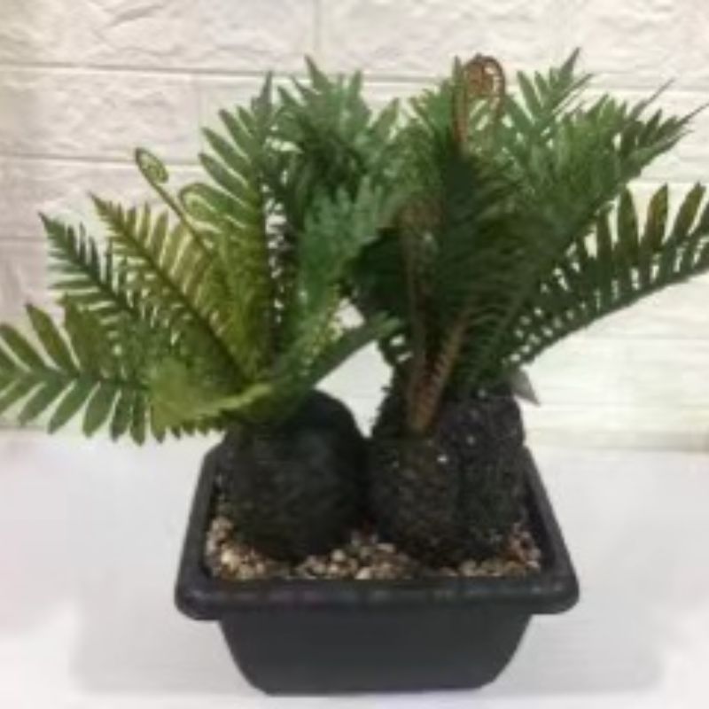 "Fresh and clean plants"