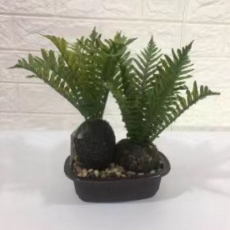 "Fresh and clean plants" Specification image