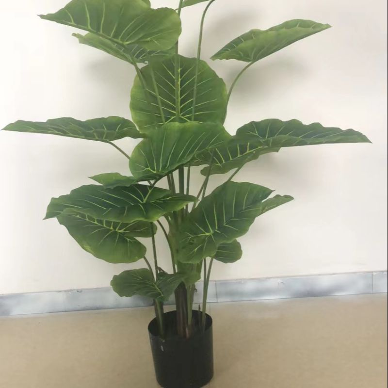 "Fresh and clean plants"