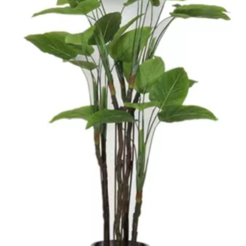 "Fresh and clean plants" Specification image