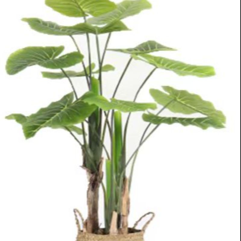 "Fresh and clean plants" details Picture