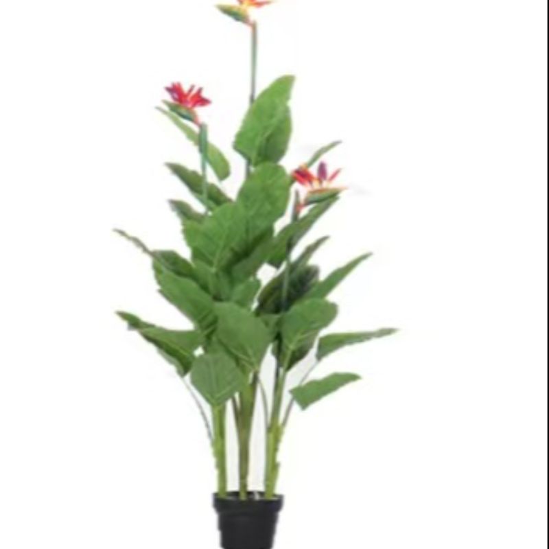 "Fresh and clean plants"