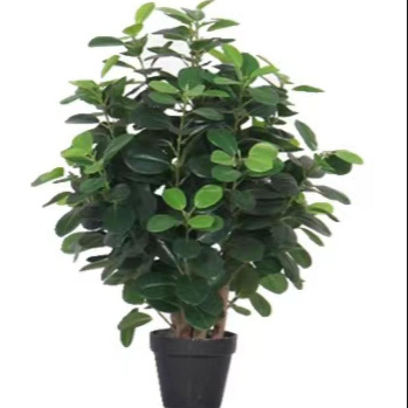 "Fresh and clean plants" Specification image