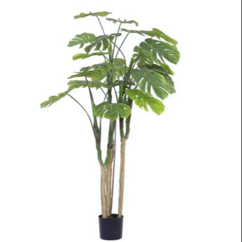 "Fresh and clean plants"