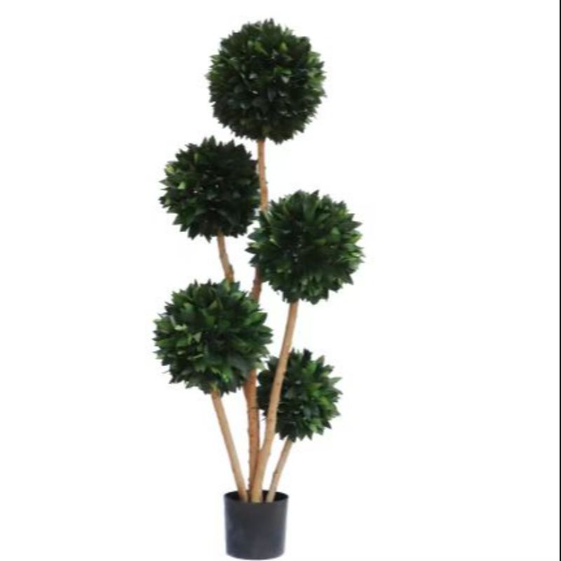 Bonsai