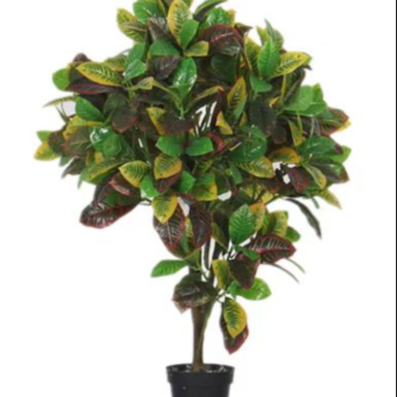 Bonsai