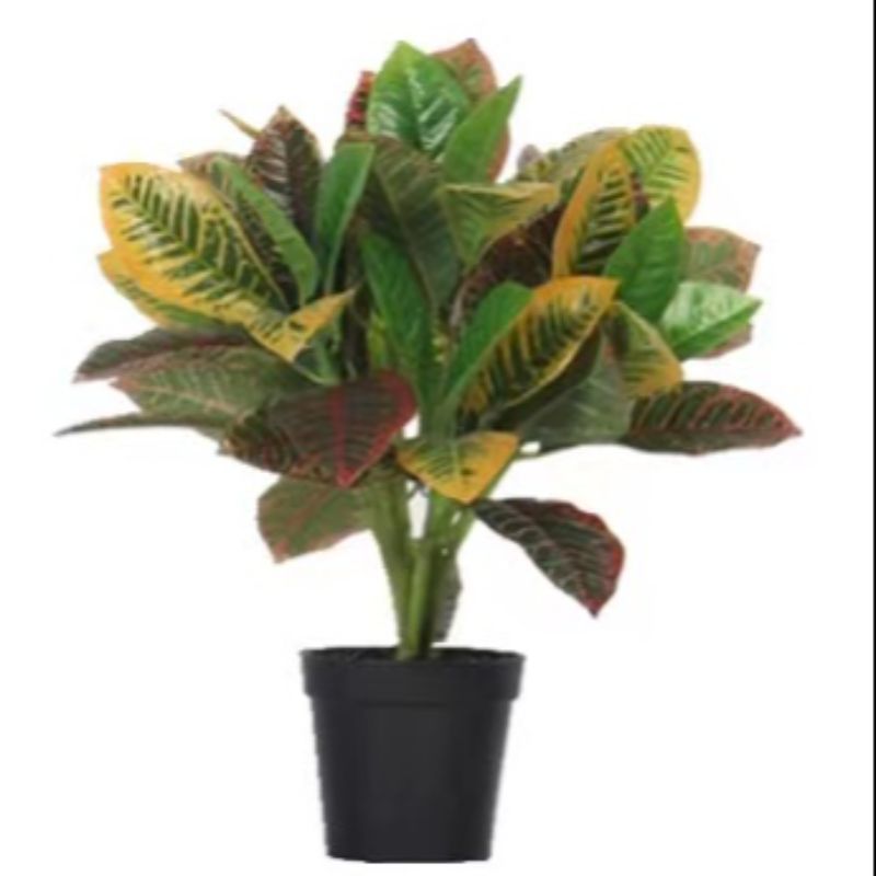 "Fresh and clean plants"