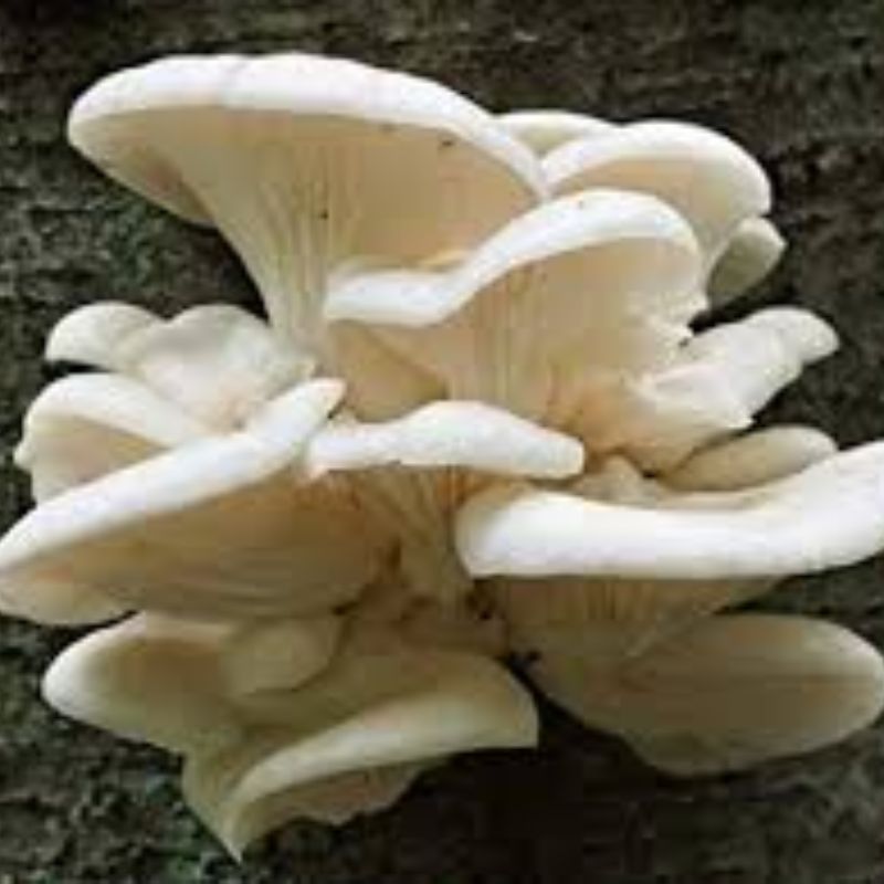MU001 fresh oyster mushroom for cooking详情图1