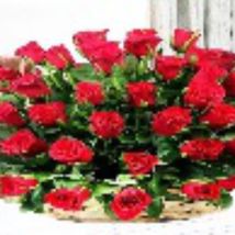 Red roses basket flower