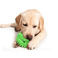 宠物用品跨境新品亚马逊仙人球狗狗玩具磨牙球棒狗牙刷图
