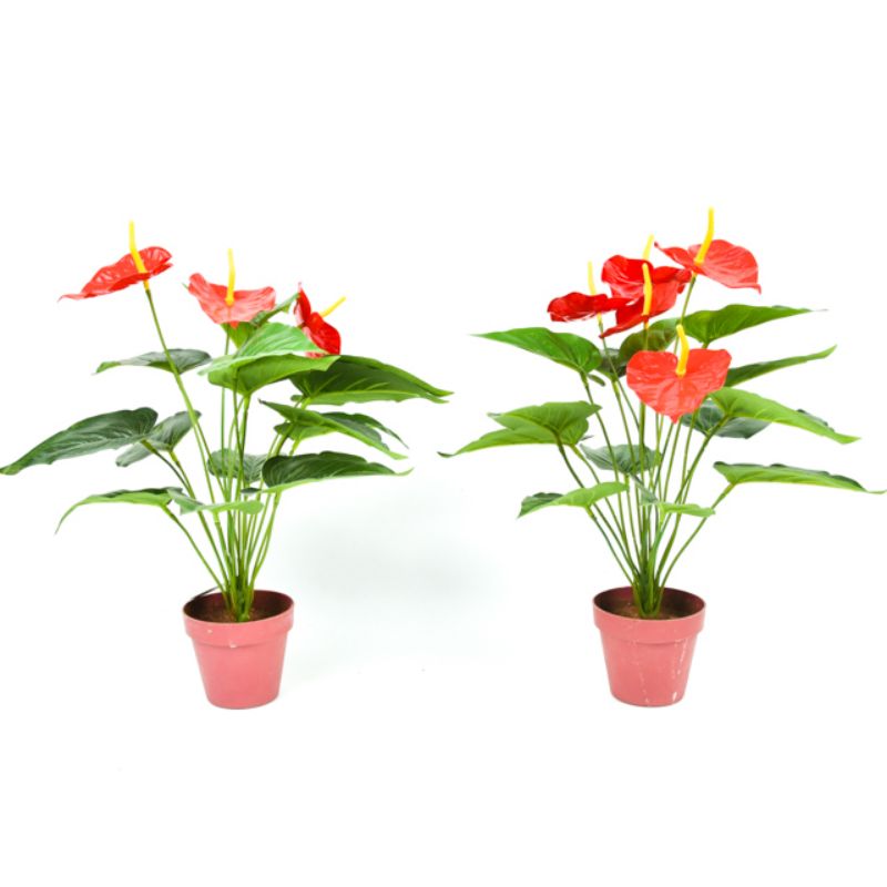 Anthurium potted white palm powder palm hydroponic plants are in good luck all seasons flowering indoor easy to raise green plants thumbnail