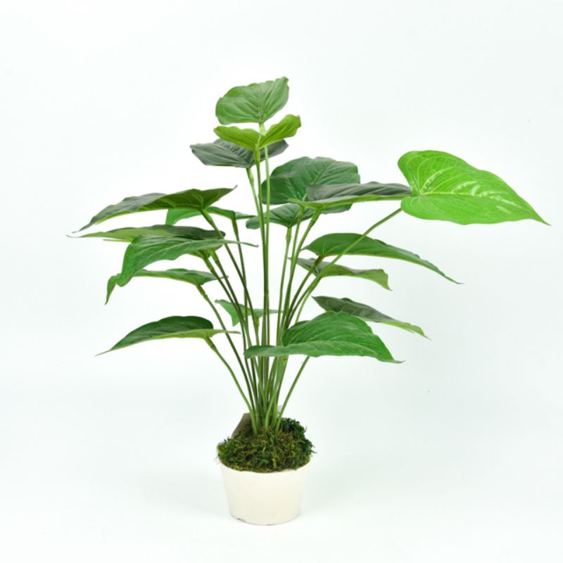 Birds of paradise potted green plants large indoor living room office Internet red good to raise crane plants full figure
