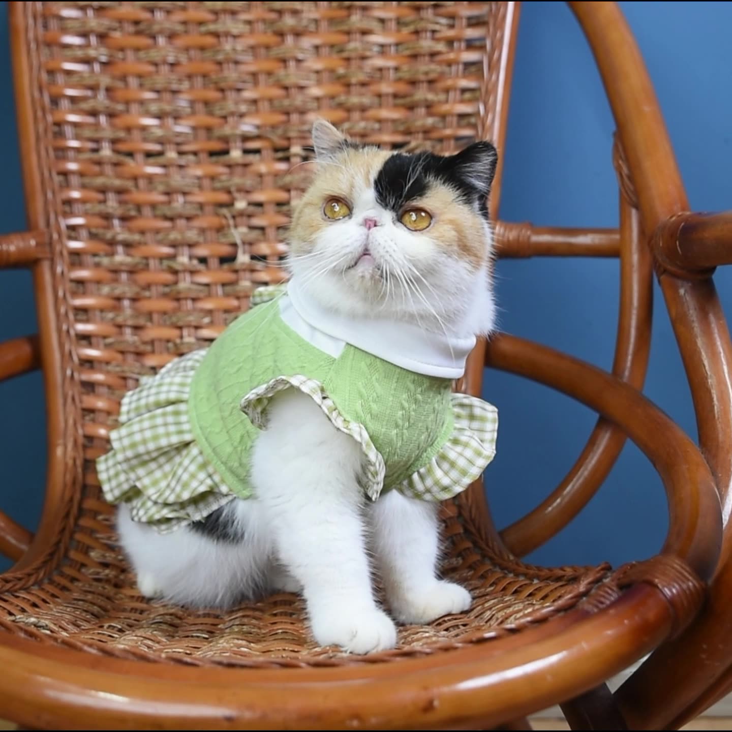 Fresh plaid princess dress Kitten dress
