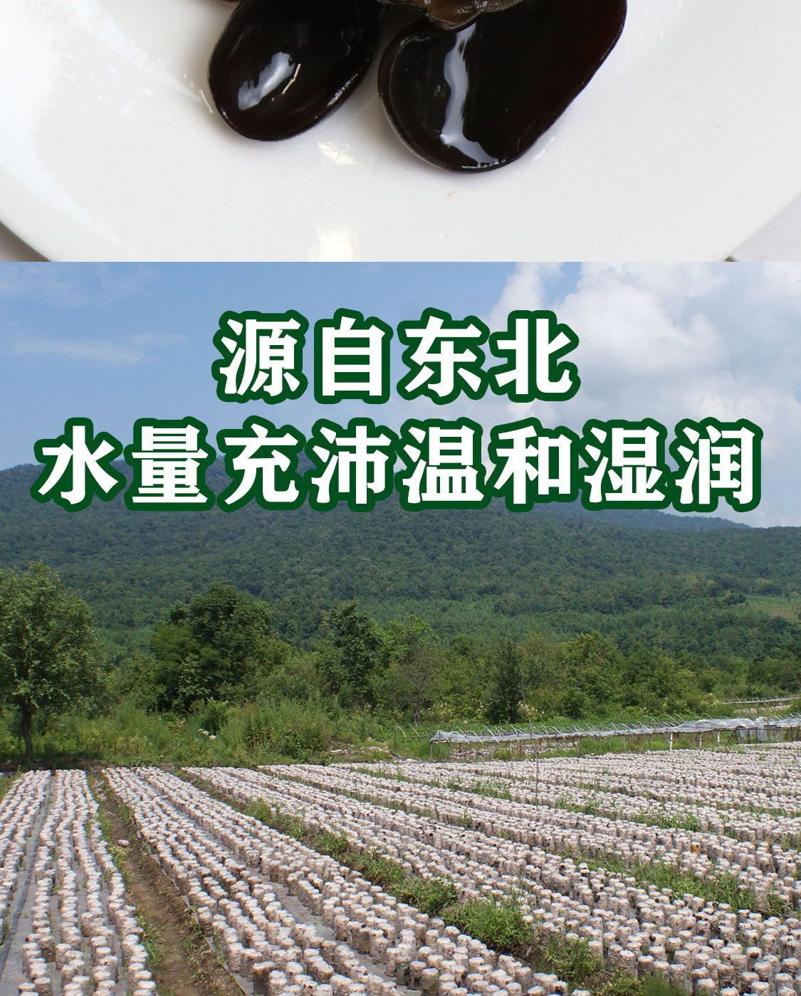 一品爽黑山木耳180克详情7