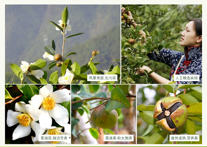 刘家香有机山茶油500ml详情7