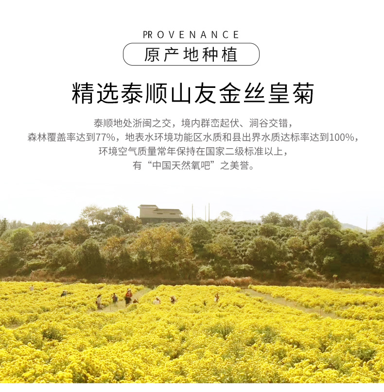 浙江山友特产金丝皇菊10g一罐大朵皇菊详情5