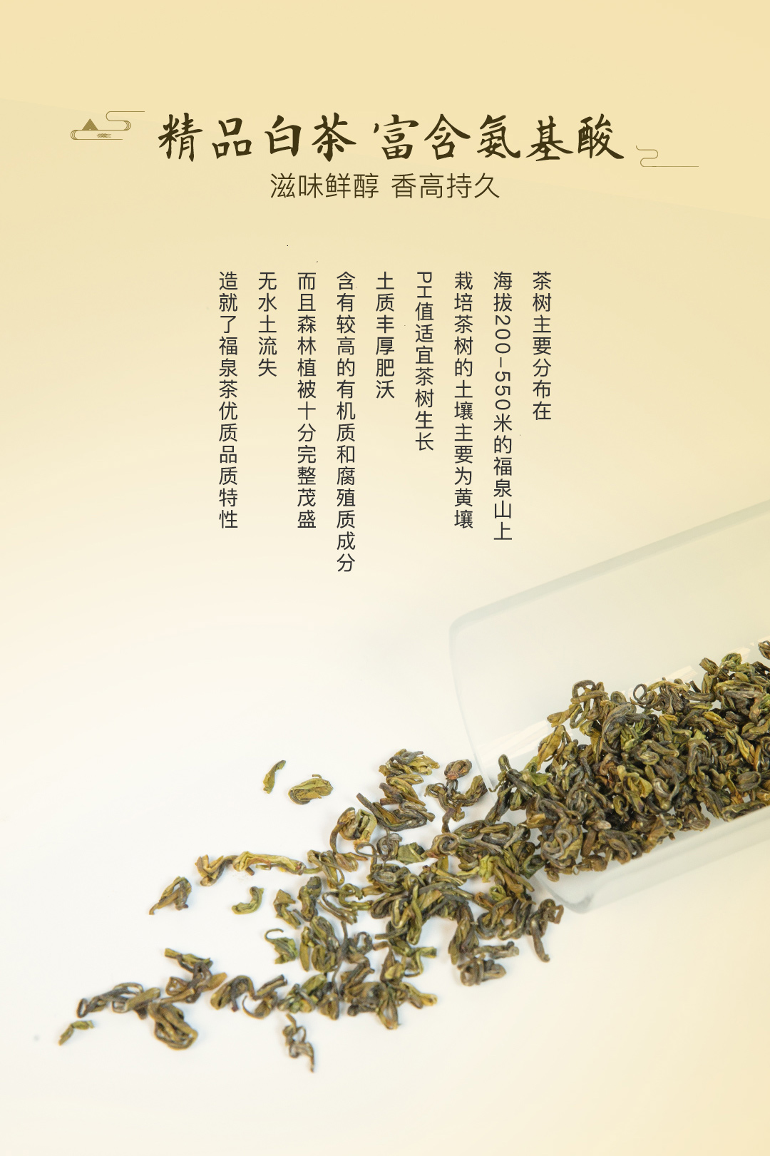 东海龙舌白茶（精品）白化茶礼品茶新茶25g*4/盒详情5