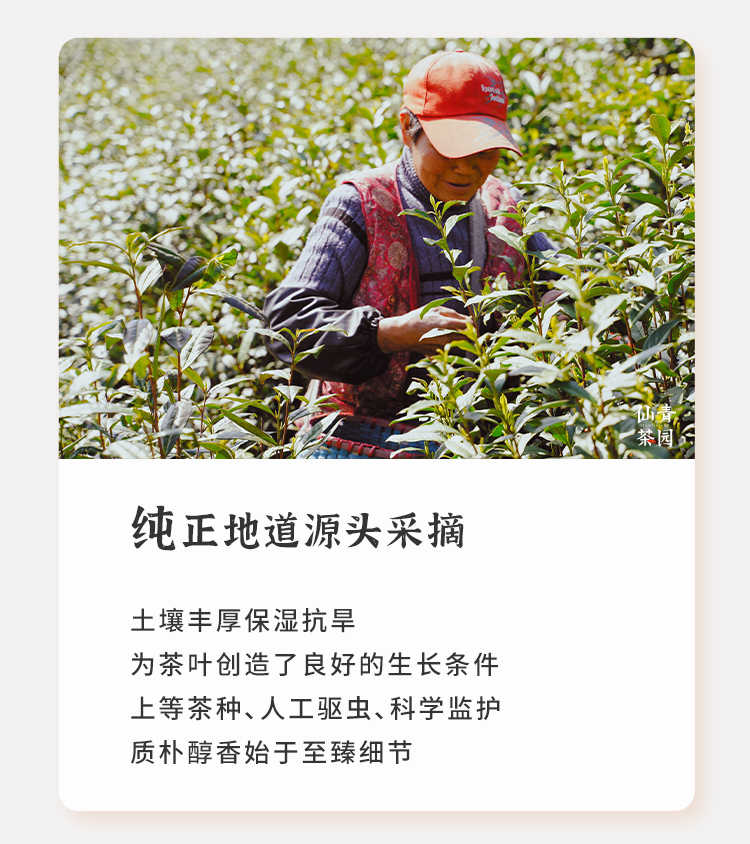 仙青红红茶新茶精品125g小罐装礼盒装详情6