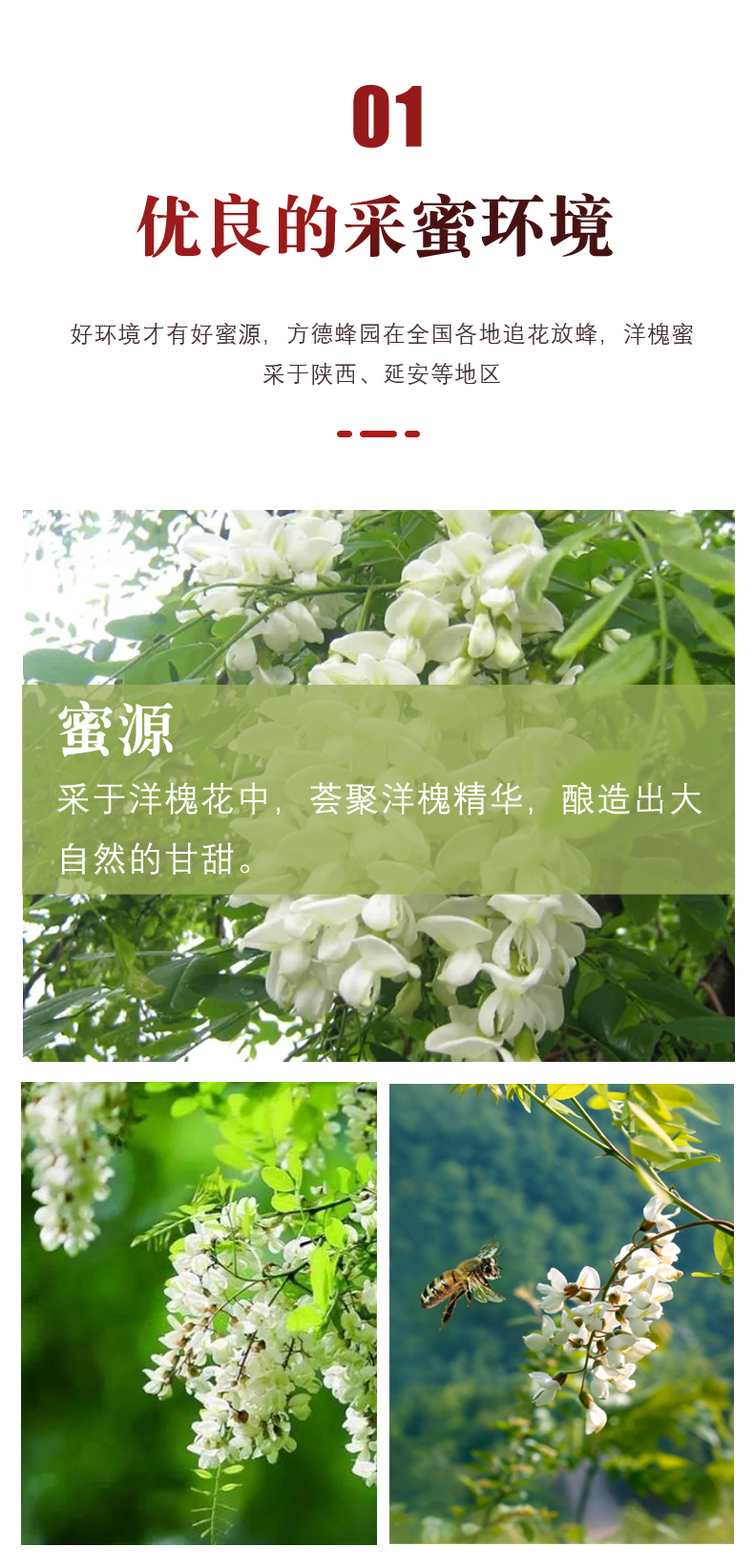 【方德蜂园】精酿洋槐花蜂蜜 特级 采集花期茂盛期 无添加野生纯蜂蜜详情3