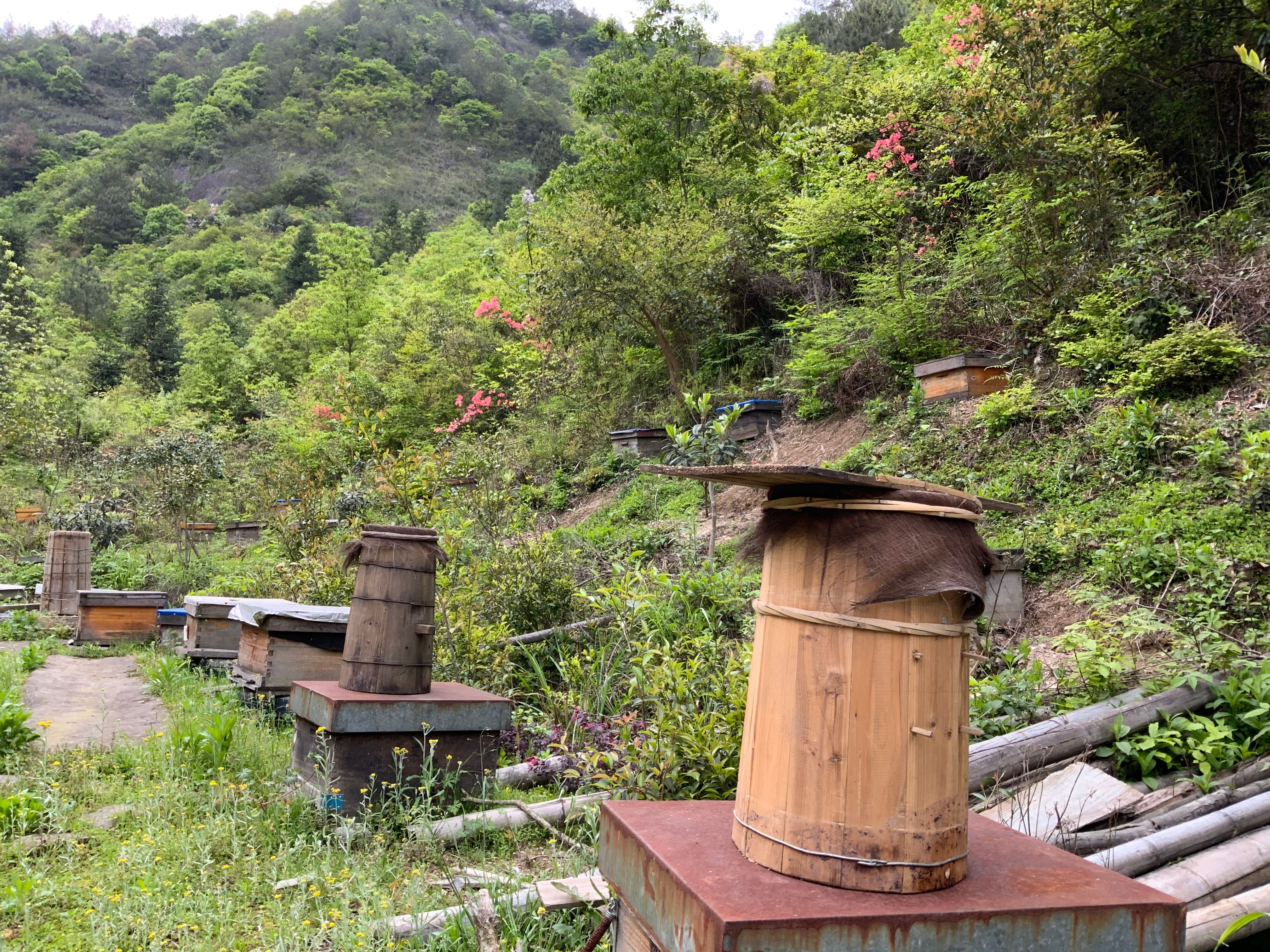 遂月山舍之风采土蜂蜜500g详情2