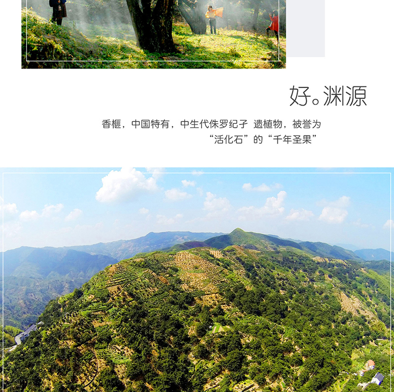 榧常好食新货大颗粒正宗香榧一颗香榧手抓包250克详情6