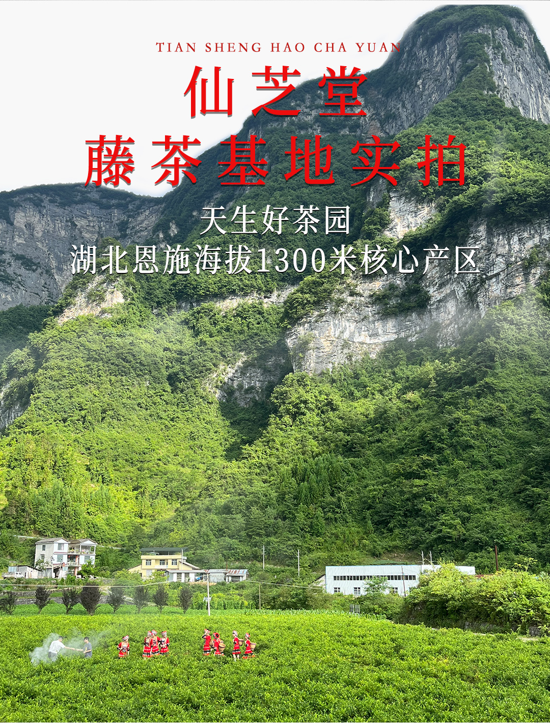 仙芝星藤茶赛来凤张家界霉茶恩施硒茶芽茶袋装散茶级罐装50g详情4