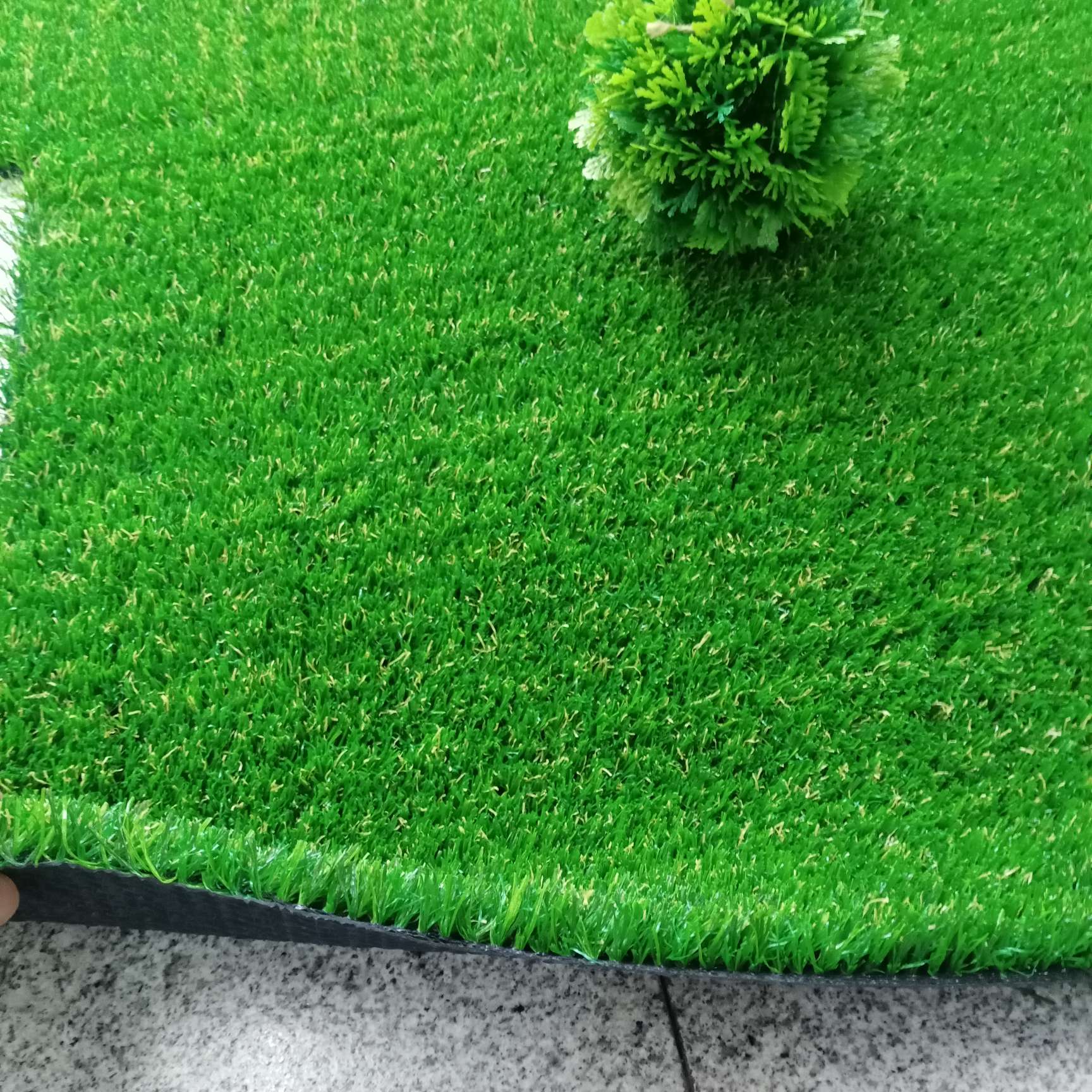 Pet playing on clean Kuaiwei grass while owner enjoys coffee nearby