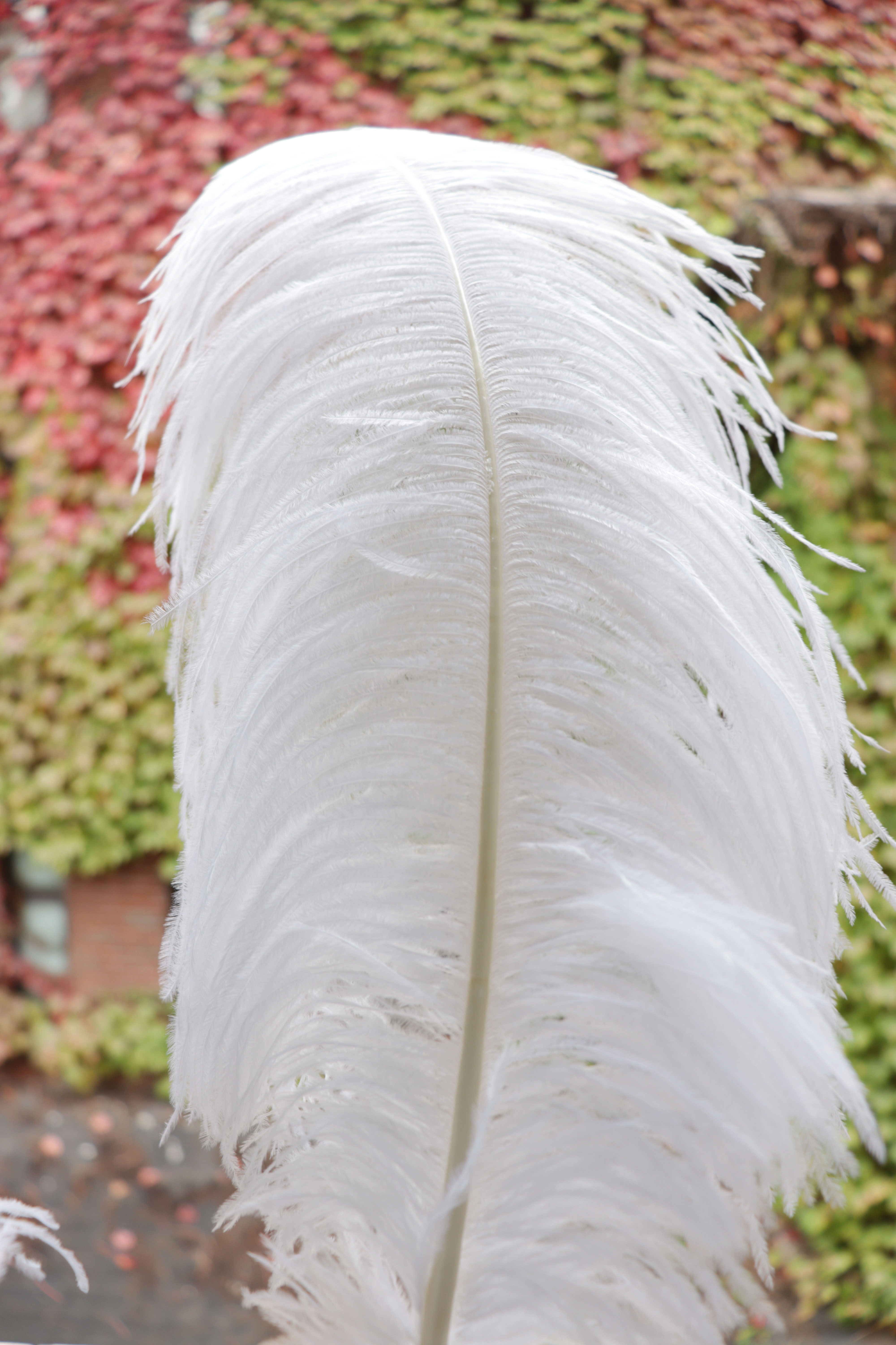 Diy Wedding Decoration Clothing Shooting Props Colorful Ostrich Hair Whole Thick Rod 55~60Cm Color Optional details Picture