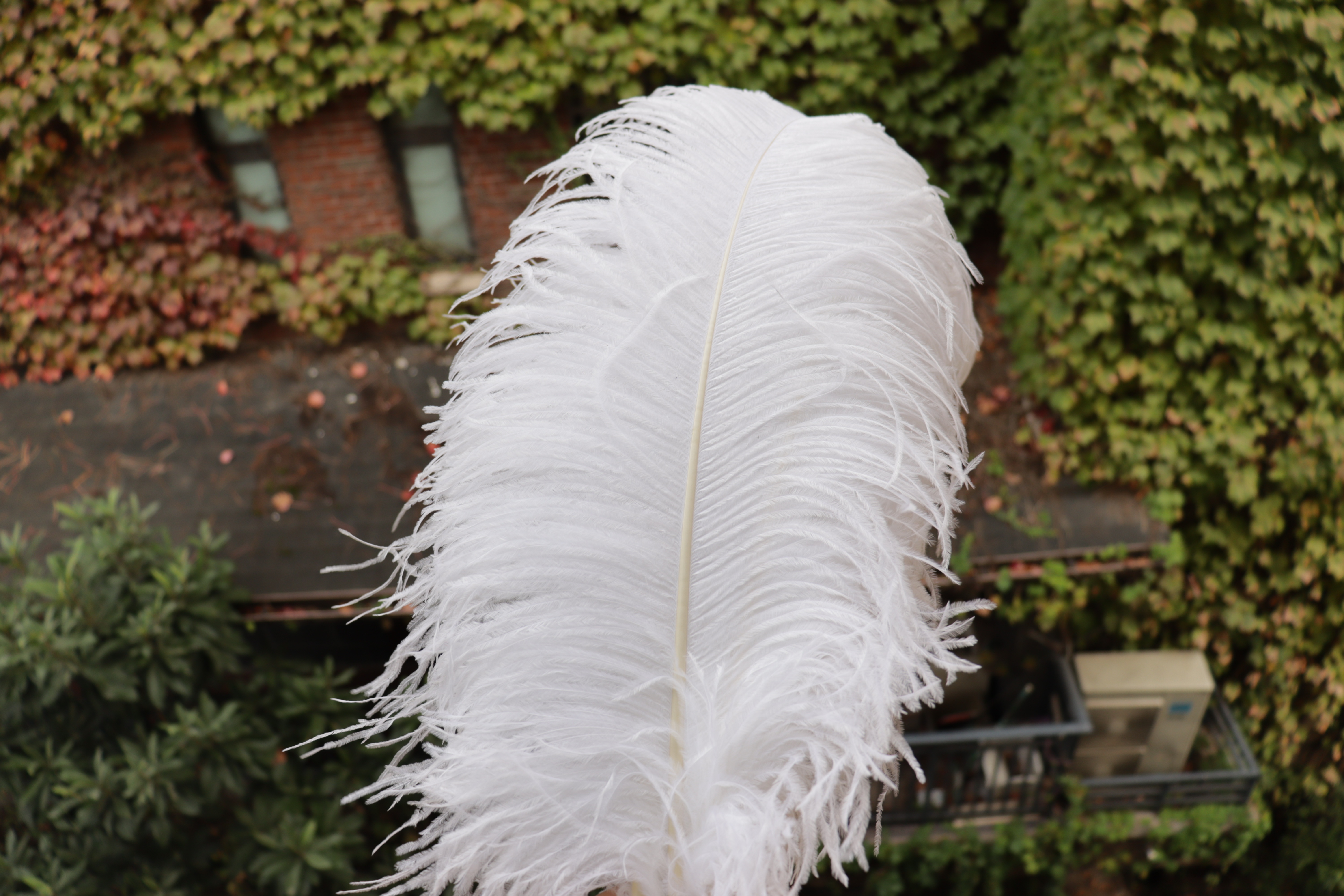 Diy Wedding Decoration, Clothing, Shooting Props, Ornaments, Colorful Ostrich Hair Whole Thick Rod 65~70Cm Color Optional Specification drawing