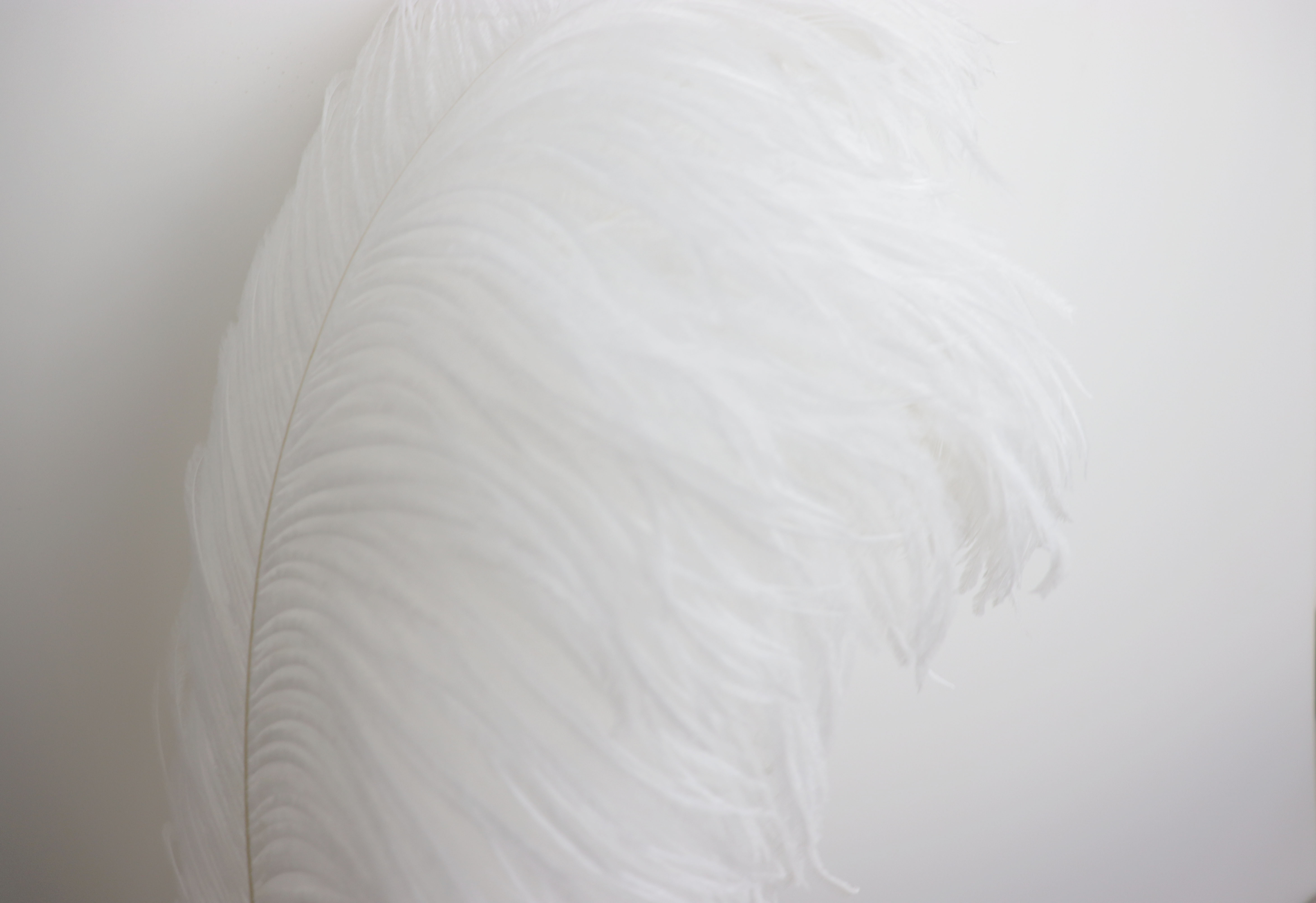 Diy Wedding Decoration, Clothing, Shooting Props, Ornaments, Colorful Ostrich Hair Whole Thick Rod 65~70Cm Color Optional Item Picture