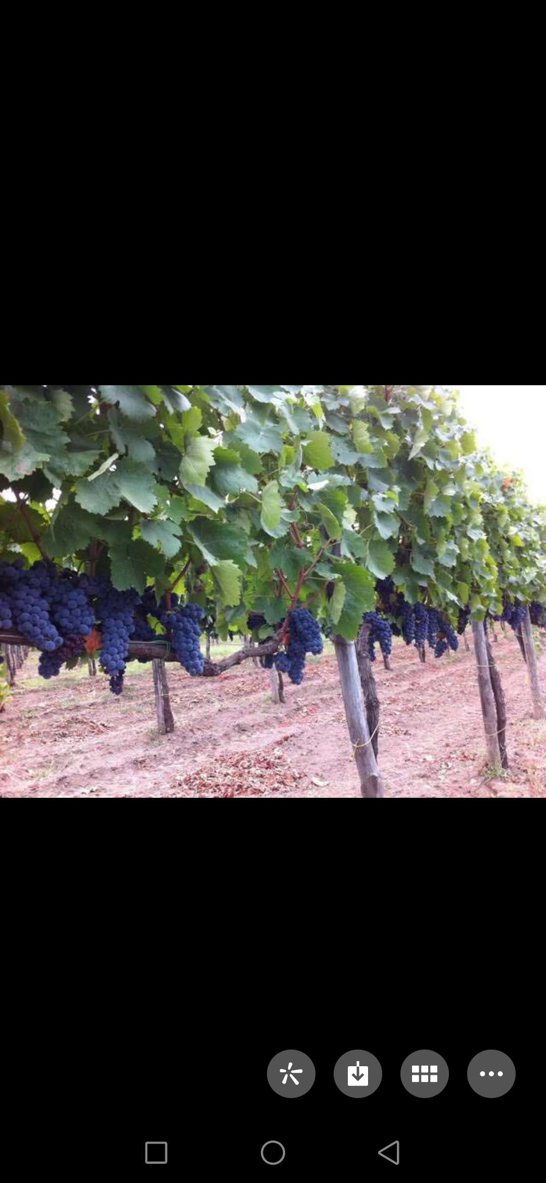 Varro's Land Dry Red Wine. Specification drawing