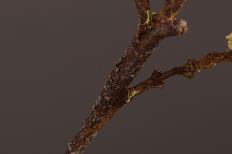 东篱厂家直销仿真梅花枝 单支小腊梅 中式田园禅意家居装饰仿真花批发详情26