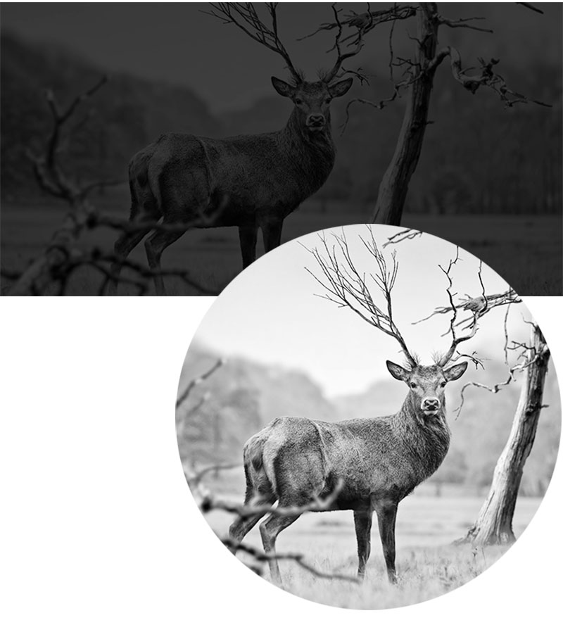 The Liberty Tiger MINI NV008 Night Vision telescope is a high-power, high-definition binocular digital night vision device with full-color thermal sensation at night pic 15