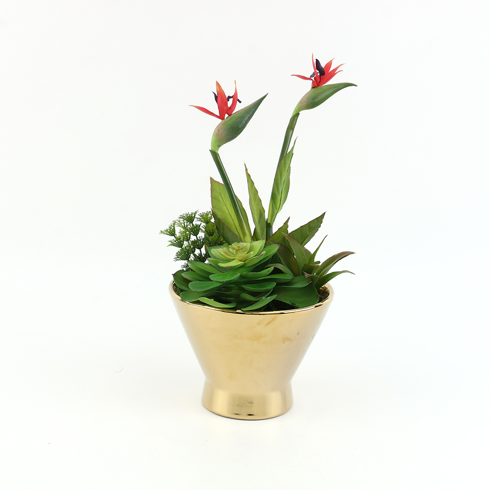 陶瓷盆/花盆/多肉植物产品图