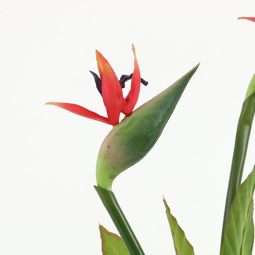 陶瓷盆/花盆/多肉植物细节图