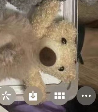 3011-53儿童毛圈扎头发，可爱熊头，流行饰品，公主成人饰品