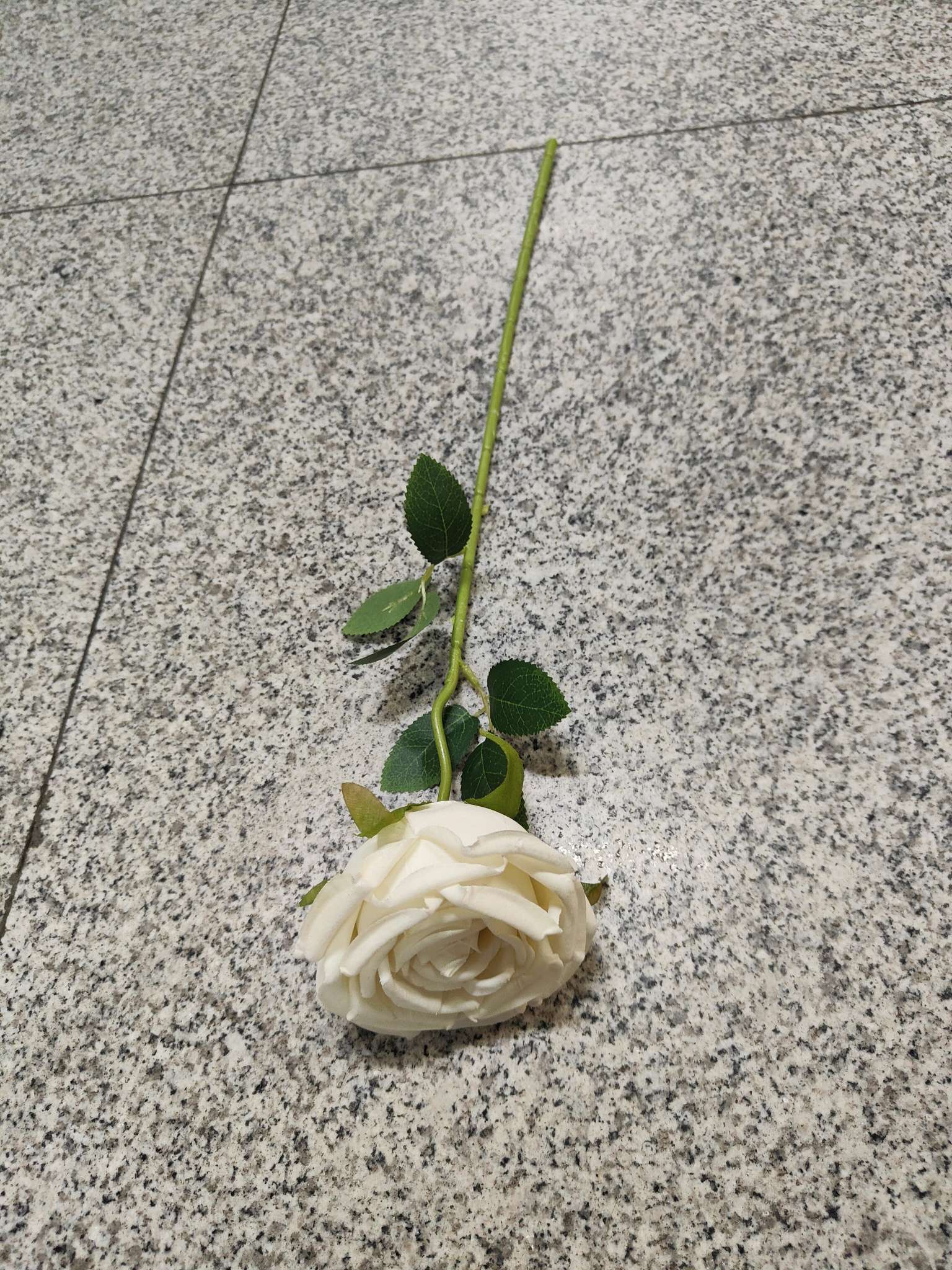 Single rose