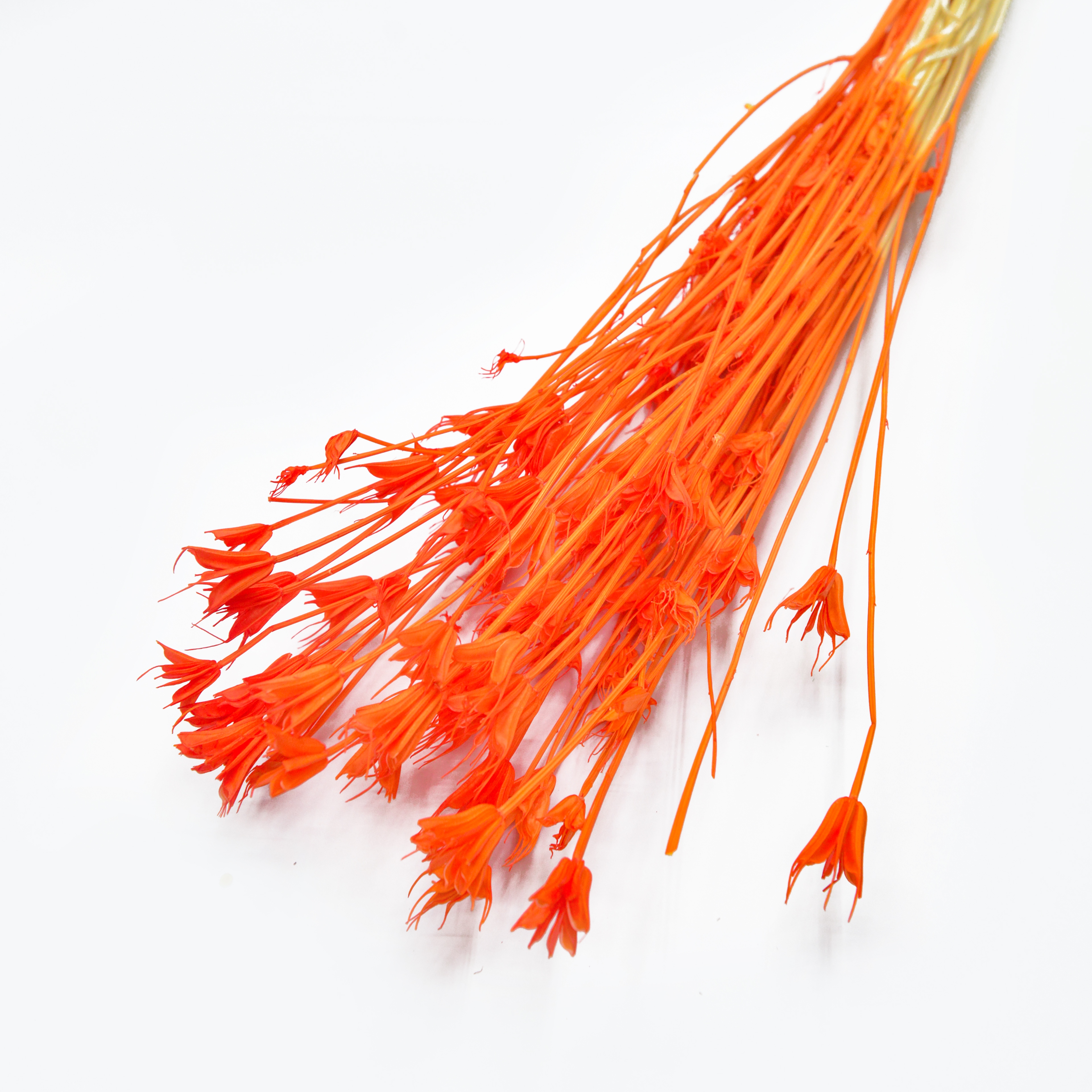 Star anise flower Item Picture